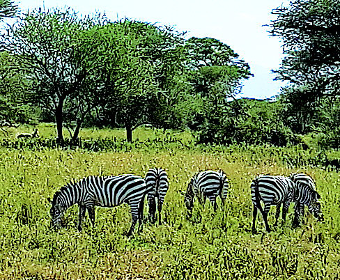 탄자니아타랑기레국립공원-얼룩말