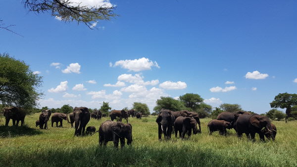 탄자니아타랑기레국립공원