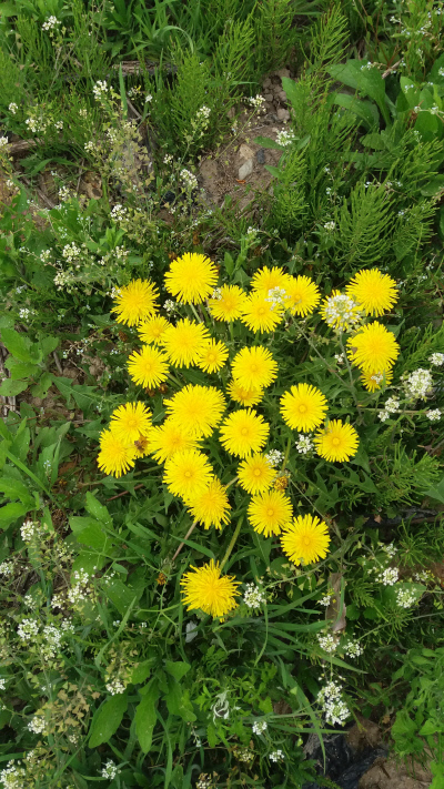 서양민들레-노란꽃