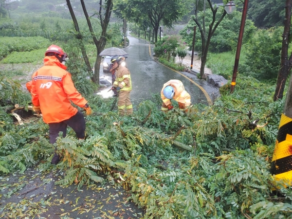 대구 등지에 폭우가 내린 지난 13일 오전 6시 25분께 대구 동구 중대동에서 나무 한 그루가 강한 비를 이기지 못하고 도로로 쓰러졌다. 대구소방안전본부 제공