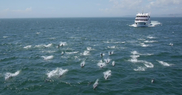 동해돌고래떼구경하는고래관광선
