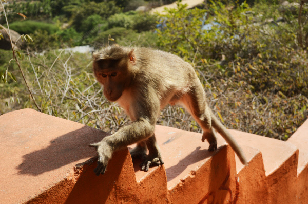 하누만사원-원숭이