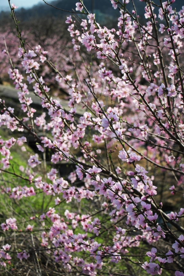 유등마을은 봄이면 복사꽃피는 마을을 찾아 전국의 사진작가들이 찾는 명소이기도 하다.