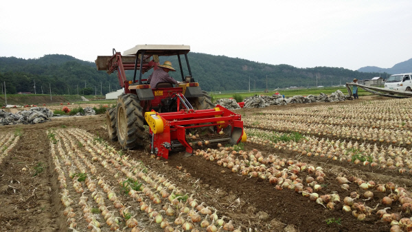 양파기계화수확농촌일손돕기