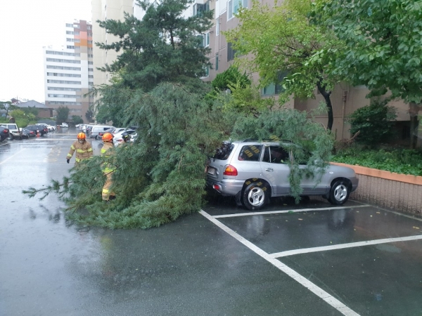 태풍 ‘하이선’이 북상한 7일 오전 9시 50분께 대구 수성구 신매동 한 아파트에서 화단의 나무가 주차된 차 위로 쓰러졌다. 대구소방안전본부 제공