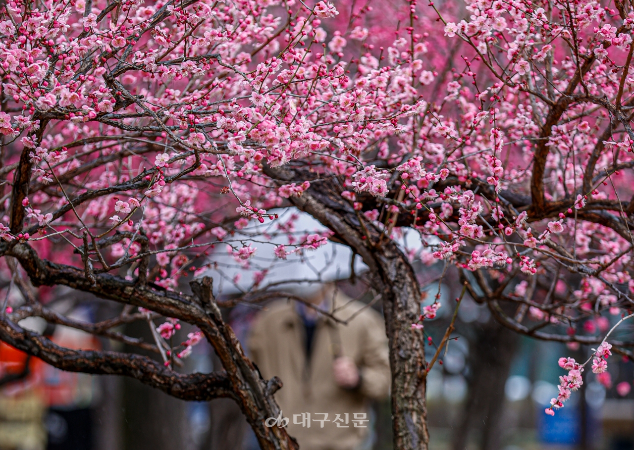 봄을 재촉하는 비가 내린 1일 오후 대구 중구 국채보상운동 기념공원에 꽃망울을 터트린 홍매화가 활짝 피어있다. 전영호기자 riki17@idaegu.co.kr