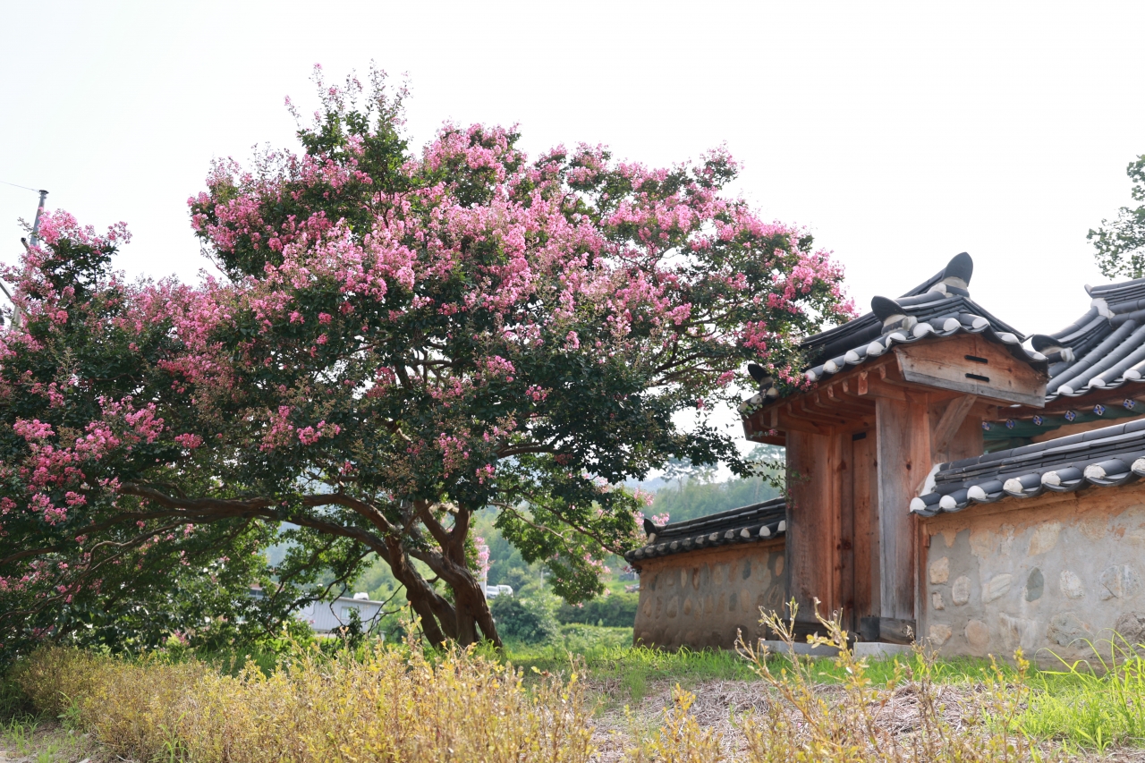 사도실 마을 입구에서 만날 수 있는 배롱나무. 옆으로 창녕조씨 열부각과 독립유공자 직산 김창열 선생 기념비가 있다.